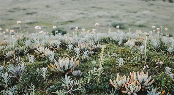 healthy native meadow with diverse succulents, flowering plants, and grasses in a natural landscape