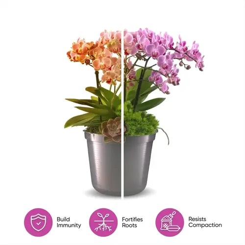 healthy orchid plant in dual color varieties (peach and pink) with benefit icons: build immunity, fortifies roots, resists compaction