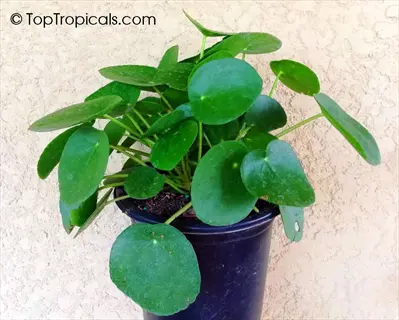 healthy pilea sugar plant with round green leaves in a blue pot against beige textured wall