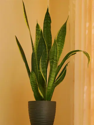 healthy snake plant in simple gray pot against beige wall, demonstrating extremely low maintenance care