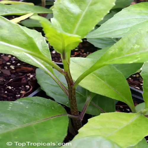 healthy spinach growing in container garden featuring vibrant green leaves and rich soil