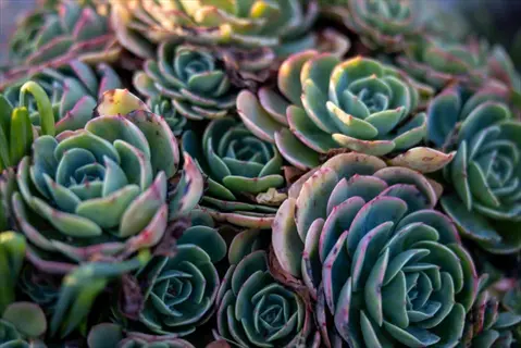 healthy succulent leaves selection: cluster of mature echeveria rosettes with plump green leaves featuring pink edges in soft daylight
