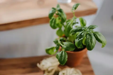 healthy sweet basil plant in terracotta pot on a wooden surface, vibrant green leaves highlighted by soft natural light