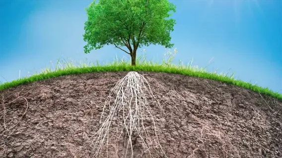 healthy tree with extensive root system growing in nutrient-rich clay soil, shown in a cross-section view with green grass surface and clear blue sky background