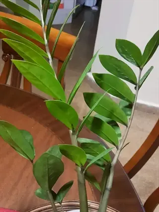 healthy zenzi zz plant in pot with glossy green leaves