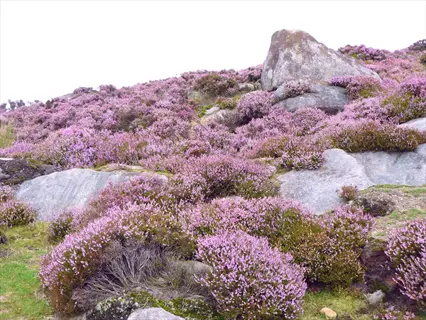 heather ground cover in full purple bloom surrounding large boulders on a grassy hillside