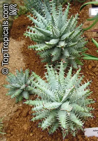 hedgehog aloe humilis spiny succulent plants with textured leaves in garden soil