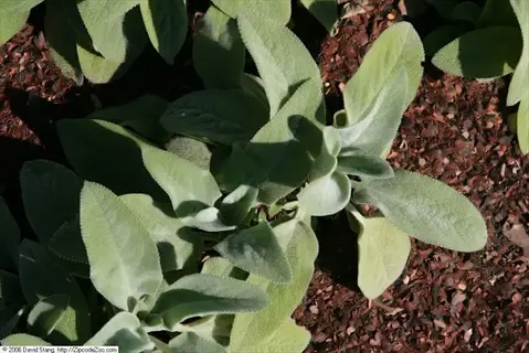 helene von stein lamb's ear plant with fuzzy green leaves growing in dark mulch