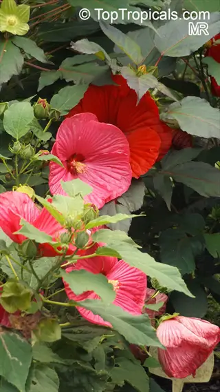 hibiscus moscheutos flowers in pink and red hues with green leaves and buds