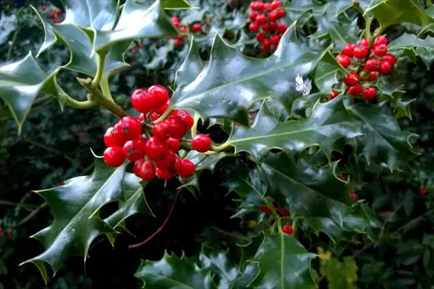 holly bush with vibrant red berries and glossy green prickly leaves in natural setting
