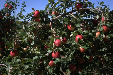 honeycrisp apple tree branch heavy with ripe red apples and green leaves under clear blue sky