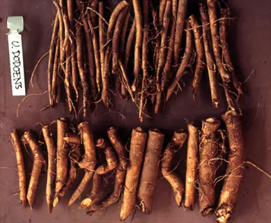 horseradish root cuttings for propagation with label 'h. doddens' on dark background