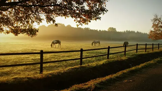 horses grazing pasture in sunlit fenced field at golden hour with trees and mist