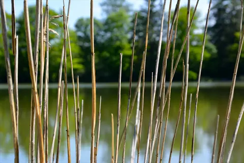 horsetail reeds growing at wetland pond edge: slender brown segmented stems in foreground, calm water and lush green trees under clear sky in background