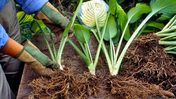 hosta plant division: gloved hands separating root clumps of hostas for propagation