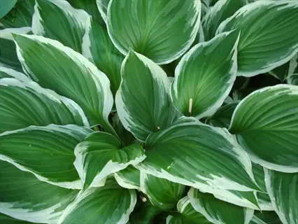 hostas shade plants with large heart-shaped leaves featuring green centers and wide white margins thriving in garden