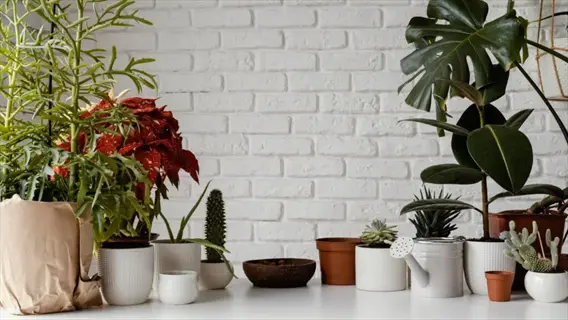 houseplant display with plant pots various sizes and diverse species against white brick wall