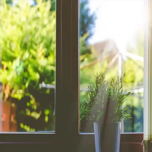 houseplant on a windowsill with bright sunlight streaming through the window