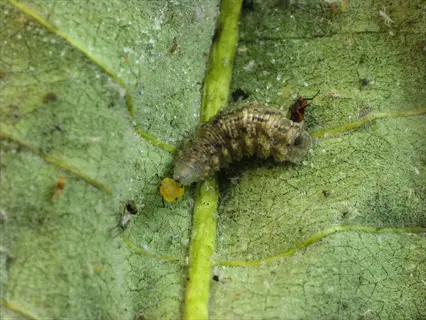 hoverfly larva preying on aphids on a leaf, demonstrating hoverfly larvae aphids biological control in gardens
