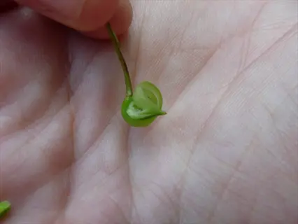human hand holding an exploding green seed pod split open to release seeds, demonstrating autochory dispersal