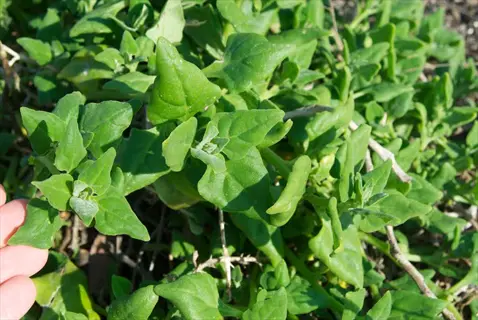 human hand pointing at new zealand spinach plant with succulent triangular green leaves growing in a natural outdoor setting