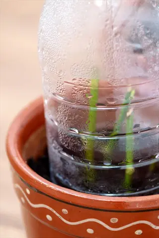 humidity dome rose cuttings: diy setup with clear plastic bottle over green stems in terracotta pot for high-humidity propagation