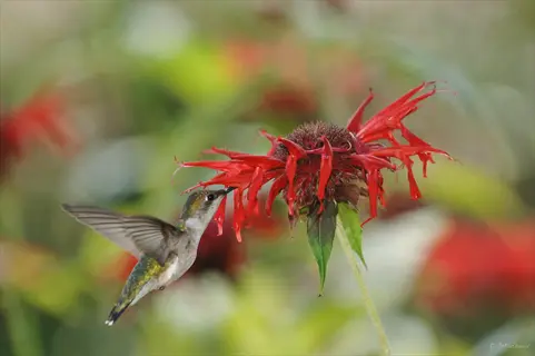 hummingbird hovering near vibrant red bee balm flower with soft-focus green background