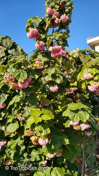 hydrangea tree form garden with abundant pink flower clusters and large green leaves under clear blue sky