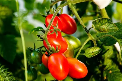 hydroponic cherry tomatoes growing on vine with red ripe and green unripe fruits against lush green foliage