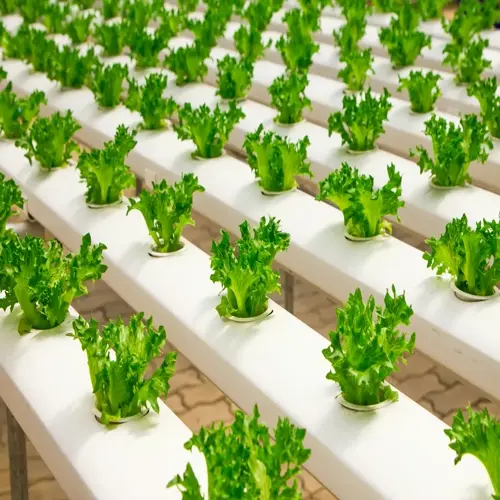 hydroponic garden lettuce: rows of vibrant green plants grown in a controlled hydroponic system