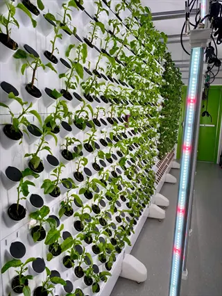 hydroponic garden system modern with vertical wall-mounted pods growing green plants, illuminated by tall led lights in an indoor setup