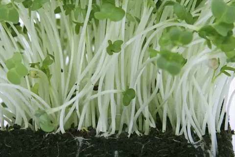 hydroponic kale growing: close-up of young green sprouts emerging from dark substrate