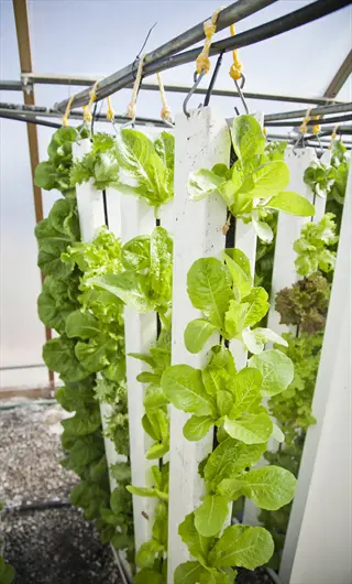 hydroponic lettuce growing vertically in a greenhouse using nutrient film technique
