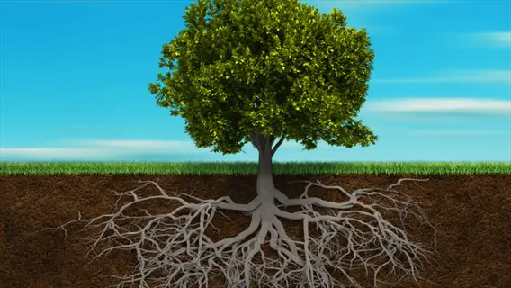 illustration of a tree with a detailed root system in soil, representing the underground structure of trees and woody shrubs