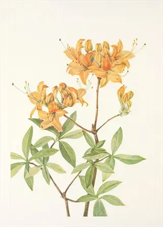 illustration of flame azalea wildflower with orange blossoms and green leaves