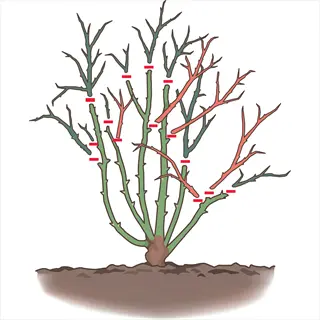 illustration of rose bush with red markers indicating pruning cut locations on branches; visual guide for rose pruning