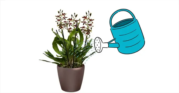 illustration showing watering orchid roots via drench method: blue watering can pouring water on potted orchid