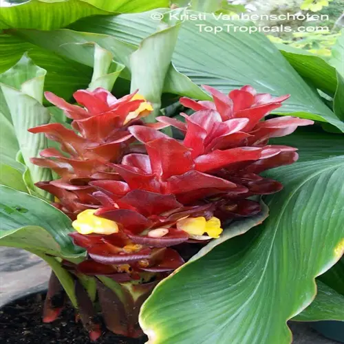 indoor container-grown turmeric plant with large green leaves and vibrant red-yellow flower spikes