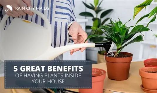indoor houseplants care: person watering potted plants with overlay text '5 great benefits of having plants inside your house' by rain city maids