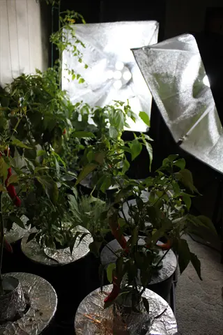 indoor hydroponic pepper plants under reflective grow lights with visible red pepper fruits
