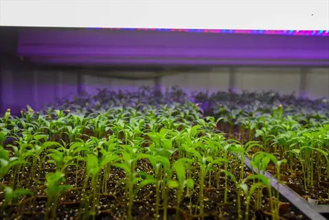 indoor microgreens cultivation under purple led grow lights, demonstrating light management for optimal seedling growth