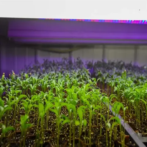 indoor microgreens setup with young green seedlings growing under purple led grow lights in a controlled environment