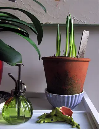 indoor paperwhite narcissus plants in terracotta pot with spray bottle and decorative frog