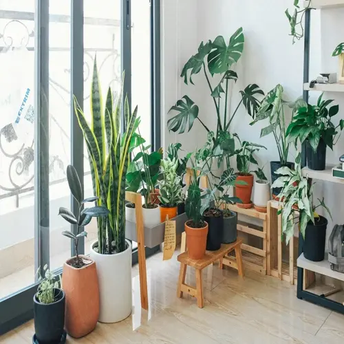 indoor plants in a living room featuring various potted plants on a wooden stool, plant stand, and shelf near a sliding balcony door