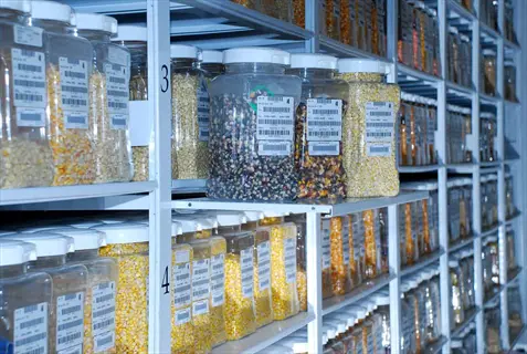 industrial shelving with rows of clear acrylic seed containers storing various grains (corn), each with labeled barcodes in a seed bank