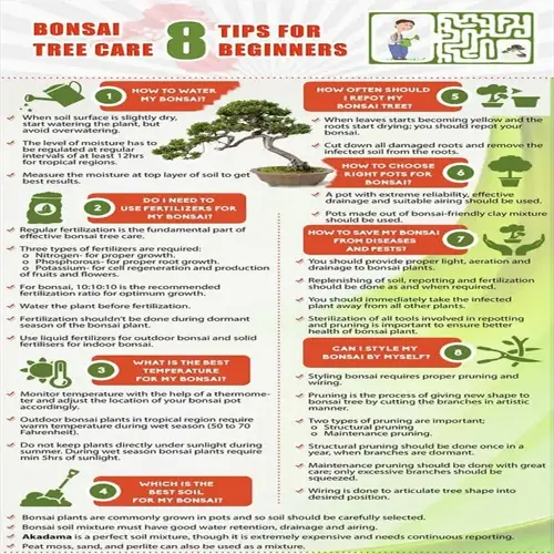 infographic: 8 bonsai tree care tips for beginners featuring text instructions and a cartoon person
