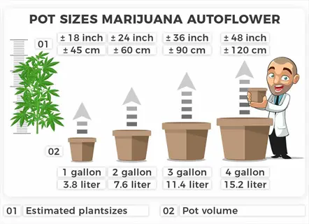 infographic comparing large plant container drainage for marijuana autoflower: 1-4 gallon pots with height/volume specs and cartoon guide
