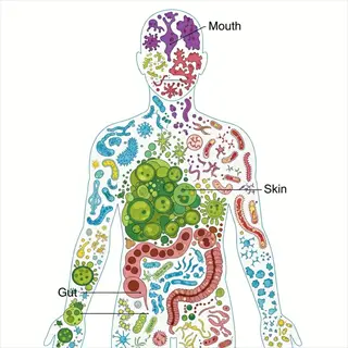 infographic of human body showcasing bacteria distribution, highlighting gut (intestine) microbiome with mouth, skin, and gut labels