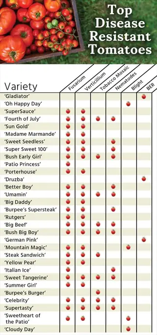 infographic of top disease resistant tomatoes including blight resistant varieties with variety names, disease resistance icons, and ripe tomato photo