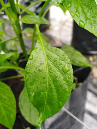 inspecting pepper plant leaves for pests or disease signs, showing a dewy green leaf in a garden nursery setting to monitor and prevent problems